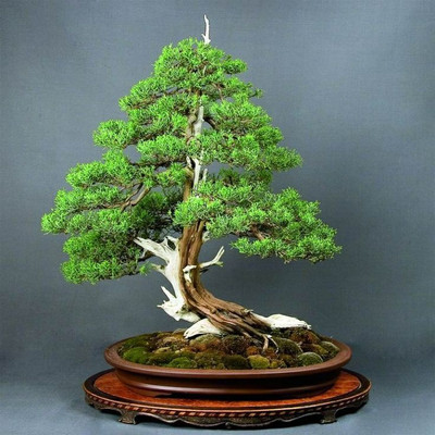 44 Off On Rainbow Spring Seeds Juniper Bonsai Seed 20 Per Packet On Flipkart Paisawapas Com