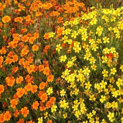 

Futaba French Marigold Flower Seed(100 per packet)