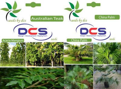 

DCS Australian Teak & China palm Seed(2 per packet)