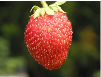 NATIONAL GARDENS Strawberry Seed(20 per packet)