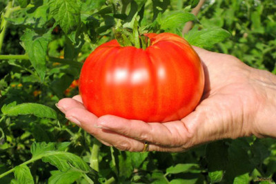 

National Gardens Red Beefsteak Tomato Seeds by National Gardens Seed(50 per packet)