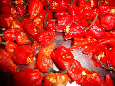 

Nooelec India Pepper Seed(20 per packet)