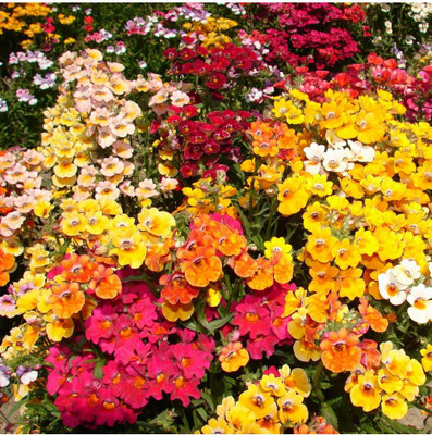 Agricart Nemesia Seed(100 per packet)