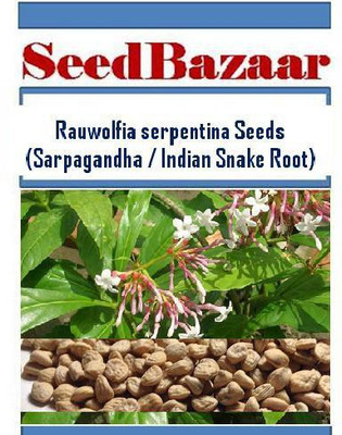 Seedbazaar Sarpagandha, Indian Snake Root, Rauvolfia serpentina, Rauwolfia serpentina Seed(50 per packet)