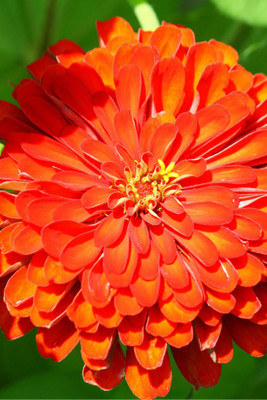 

Seedlings India Zinnia Scarlet Flame Hybrid Seed(60 per packet)