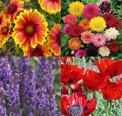 

Airex Gaillardia, Gazania, Salvia, Poppy California Red Seed(30 per packet)