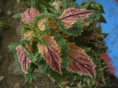 

Saaheli Mayana Herb Plant Seeds Seed(10 per packet)