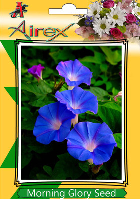 

Airex Morning Glory Seed(25 per packet)
