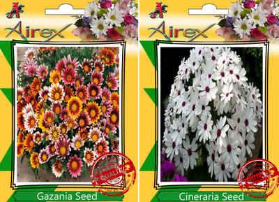 

Airex Gazania, Cineraria Seed(20 per packet)