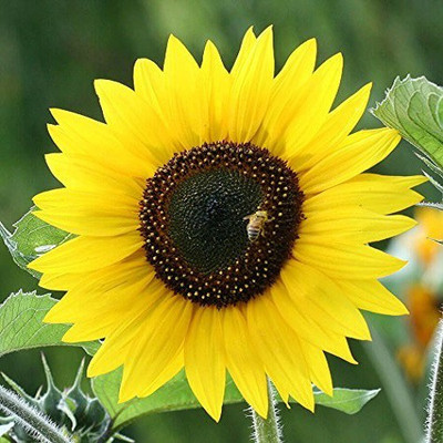 

Futaba Bonsai Sun Seed(20 per packet)