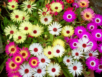SaaHeli Flower Seeds Seed(10 per packet)