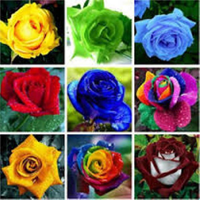 

ROSEMERC Rose Seed(45 per packet)