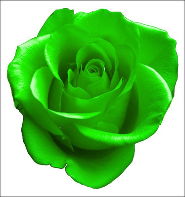 

Rose Garden Rose Seed(10 per packet)