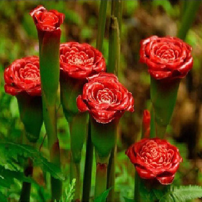 

Futaba Rare Red Carnation Seed(30 per packet)