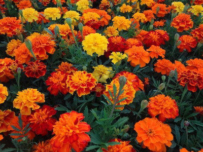 

Eplant Marigold Seed(20 per packet)