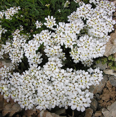 

Futaba Creeping Thyme Seed(30 per packet)