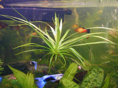 

National Gardens Water Solider Aquatic Plant Seeds by National Gardens Seed(10 per packet)