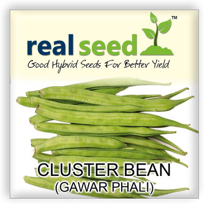 

Real Seed Cluster Bean - Gawar Phali Seed(20 per packet)
