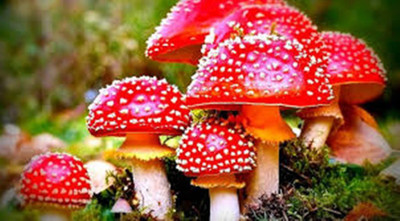 

priyathams Rainbow MUSHROOMS , Coloured,Healthy Imported Mushrooms Seed(20 per packet)