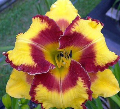 

Futaba Rare Unique Hemerocallis Seed(15 per packet)