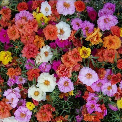 

Bio Kisan Flower Seed(100 per packet)