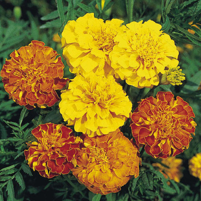 

Amir Enterprises Marigold Seed(20 Per Packet)