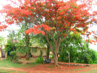

Seedlings India Gulmohar Hybrid Seed(25 per packet)