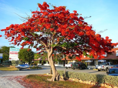 Seedlings india Gulmohar delonix regia Seed(15 per packet)