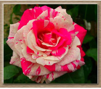 

Rainbow Spring Seeds Rose Seed(50 per packet)