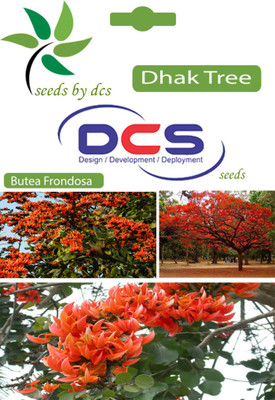 

DCS Butea frondosa Seed(10 per packet)
