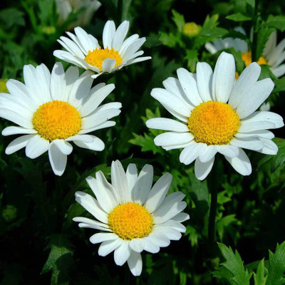

Biocarve Chrysanthemum paludosum Seed(200 per packet)