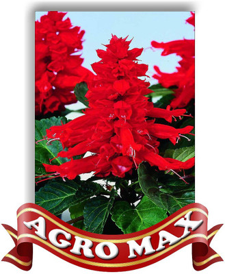 Agro Max SALVIA RED Seed(50 per packet)