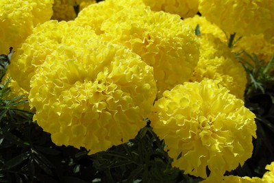 

E Garden Pagoda Yellow "Giant" Seed(15 per packet)