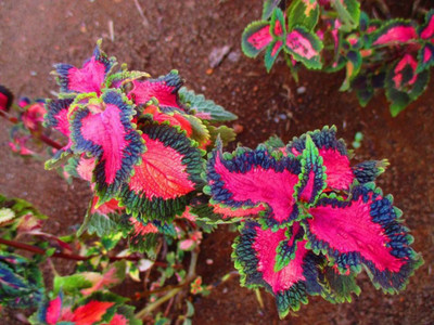 SaaHeli Mayana Seed(10 per packet)