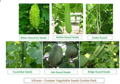 

VGreen Vegetable Seeds Seed(20 per packet)