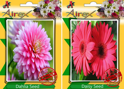 

Airex Dahlia, Daisy Seed(25 per packet)