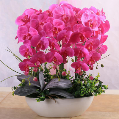 

Rainbow Spring Seeds Phalaenopsis Flower Seed(100 per packet)