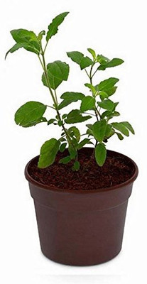 

Shubh-Bhakti ShubhBhakti- Super Fine Tulsi Herb (Holy basil) Seeds Seed(80 per packet)