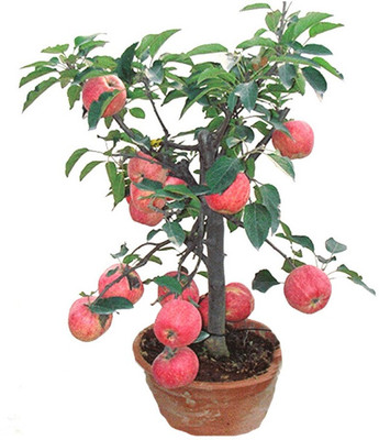 Futaba Apple Seed(30 per packet)