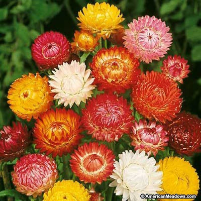 

Bio Kisan Flower Seed(20 per packet)