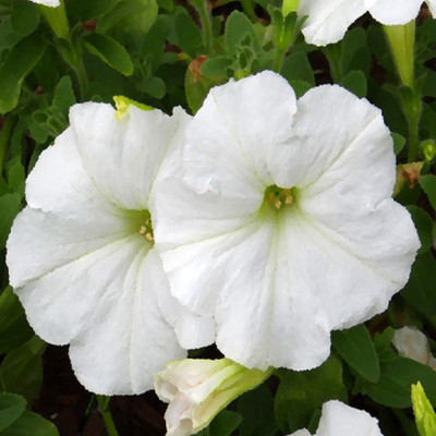 

Biocarve Petunia N C White Seed(200 per packet)