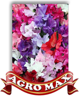 

AGRO MAX SWEET PEA CHOICE MIXED Seed(50 per packet)