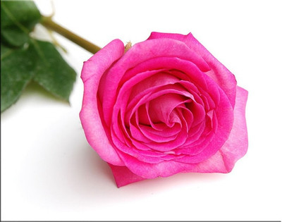 

RoseMerc Rose Seed(10 per packet)