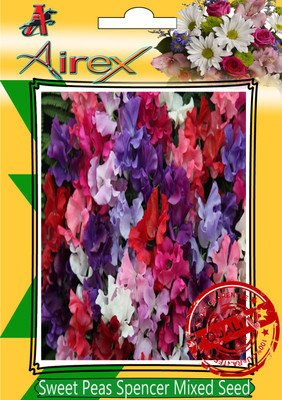 

Airex Sweet Peas Spencer Mixed Winter Flower Seed(25 per packet)