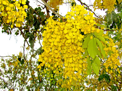 

Saaheli Fistula golden shower Amaltas Seed(10 per packet)