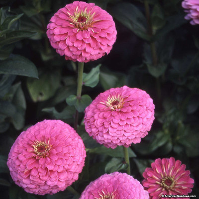 

Bio Kisan Flower Seed(20 per packet)