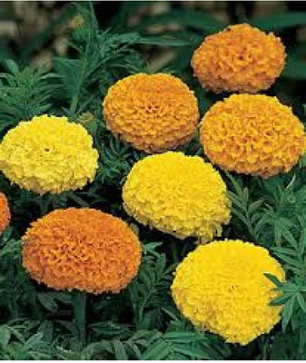 

JAGREX DAHILA FIGARO MIXED FLOWER Seed(2 per packet)