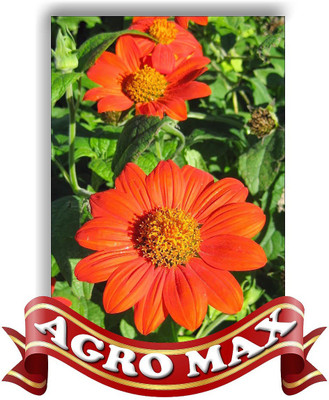 AGRO MAX TITHONIA TORCH RED Seed(50 per packet)
