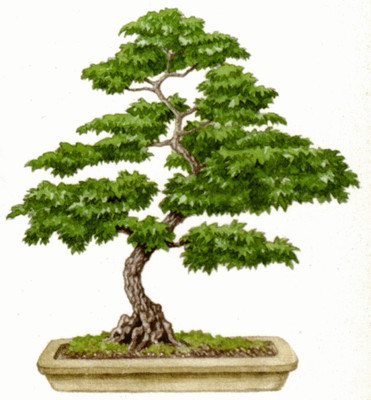 

NATURO Maple Seed(10 per packet)