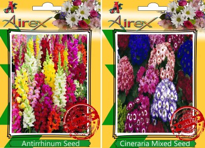 Airex Antirrhinum, Cineraria Mixed Seed(25 per packet)